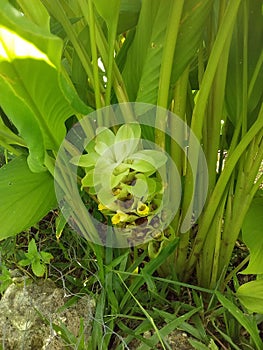 Tumeric blossom flower