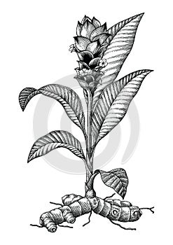 Tumeric botanical hand drawing engraving vintage illustration