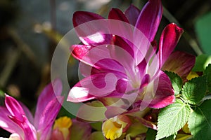 Tumeric flower Curcuma longa with a natural background.