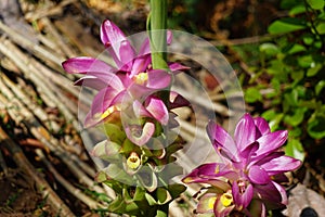 Tumeric flower Curcuma longa with a natural background.