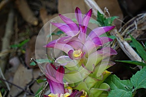 Tumeric flower Curcuma longa with a natural background.