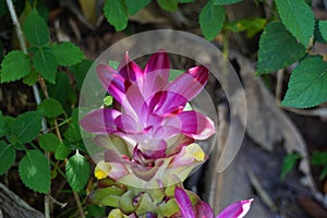 Tumeric flower Curcuma longa with a natural background.