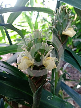 Tumeric flower on garden