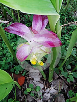 Tumeric plant flower