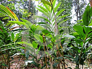 Tumeric plantation in Spice Garden in Munnar, Kerala, India