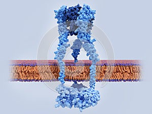 The tumor necrosis factor receptor with TNF bound