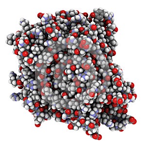 Tumor necrosis factor (TNF, cachexin, cachectin)