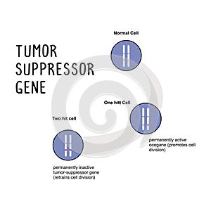 Tumor Suppressor Gene: A gene that regulates cell growth and division