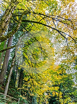 Tumwater Falls Park Autumn Branches 10