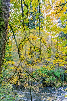 Tumwater Falls Park Autumn Branches 6