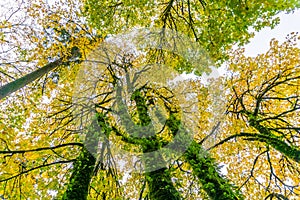 Tumwater Falls Park Autumn Branches 7