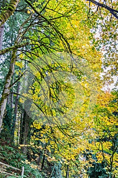 Tumwater Falls Park Autumn Branches 9