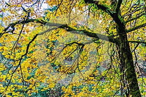 Tumwater Falls Park Autumn Branches 2