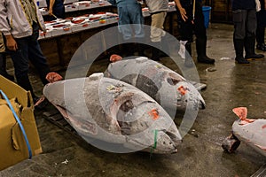 Tuna Auction at Tsukiji Fish Market Tokyo