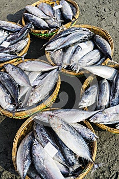 Tuna in basket at Long Hai fish market