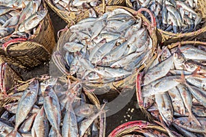 Tuna in basket at Long Hai fish market