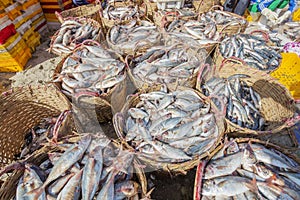 Tuna in basket at Long Hai fish market