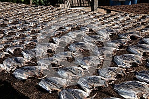 Tuna drying process on the coast of Sri Lanka