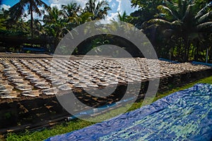 Tuna drying process on the coast of Sri Lanka