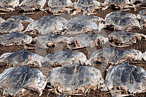 Tuna drying process on the coast of Sri Lanka