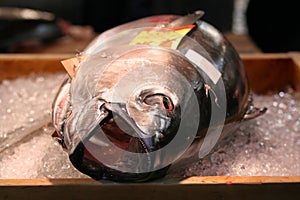 Tuna fish