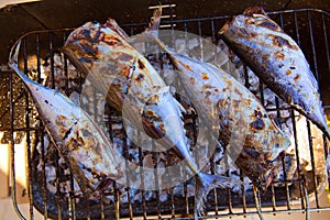 Tuna fish barbecue with bonito sarda and little tunny photo