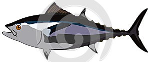 Tuna fish cartoon vector drawing underwater marine life on isolated background
