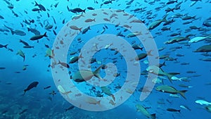 Tuna fish close-up in underwater marine life of Pacific Ocean