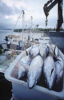 Tuna fish in container on fishing boat dawn Cairns Australia