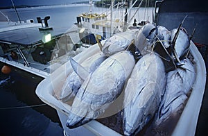 Tuna fish in container on fishing boat dawn Cairns Australia