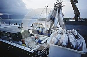 Atún en envase sobre el un barco amanecer 