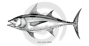 Tuna fish hand drawing vintage engraving illustration