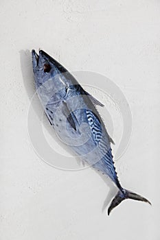 Tuna fish