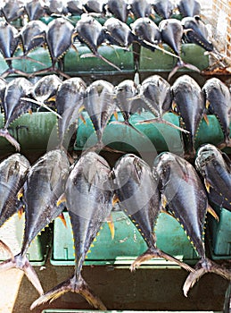 Tuna fish at a market