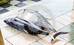 Tuna at the fish market in Male, Maldives. Close-up.