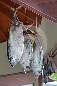 Tuna fish for sale in a fishermen food market in Rarotonga Cook