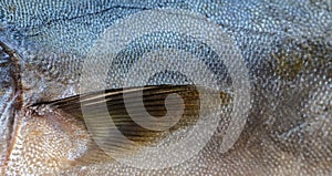 Tuna fish scales closeup