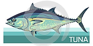 Tuna fish is a species of mackerel. Tunny. Thunnus. Fish for labels, logo, packaging. Fishing for tuna. Atlantic or Pacific tuna.