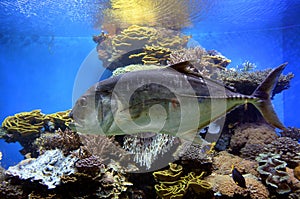 Tuna fish swim in Coral World Underwater Observatory aquarium in