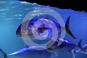 Tuna fish swimming in aquarium water