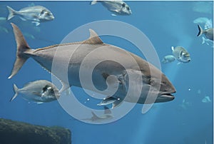 Tuna fish swimming in ocean underwater known as bluefin tuna, Atlantic bluefin tuna Thunnus thynnus , northern bluefin tuna, gia