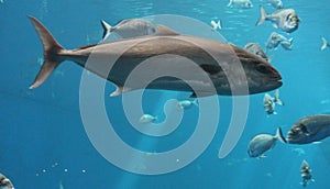 Tuna fish swimming underwater known as bluefin tuna, Atlantic bluefin tuna Thunnus thynnus , northern bluefin tuna, giant bluefi