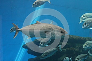 Tuna fish swimming underwater known as bluefin tuna, Atlantic bluefin tuna Thunnus thynnus , northern bluefin tuna, giant bluefi