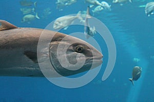 Tuna fish swimming underwater known as bluefin tuna, Atlantic bluefin tuna & x28;Thunnus thynnus& x29; , northern bluefin tuna