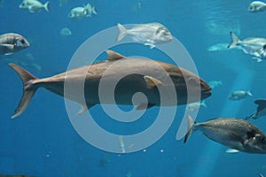 Tuna fish swimming underwater known as bluefin tuna, Atlantic bluefin tuna & x28;Thunnus thynnus& x29; , northern bluefin tuna