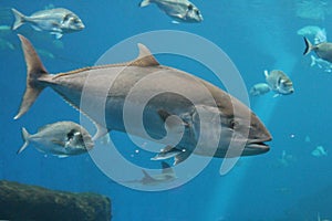 Tuna fish swims - Bluefin tuna or Atlantic tuna Thunnus thynnus underwater swimming in group school