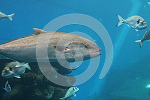 Tuna fish swims - Bluefin tuna Thunnus thynnus underwater swimming
