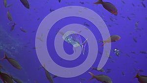 Tuna fish swims in reef and in blue sea.