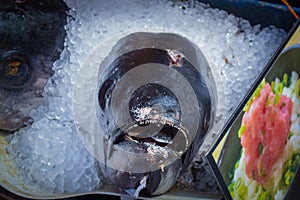 Tuna Fish at Tsukiji Market, Tokyo