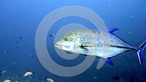 Tuna fish tunny underwater in search of food in Maldives.